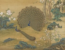 2b_Peacock-Spreading-Its-Tail-Feathers1