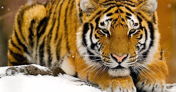tigre dell'Amur2