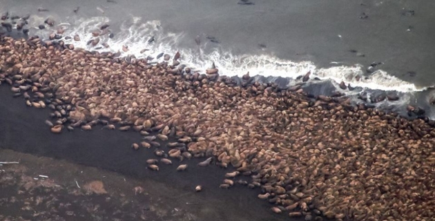 Ghiacci si sciolgono: 35.000 trichechi ammassati su costa Alaska