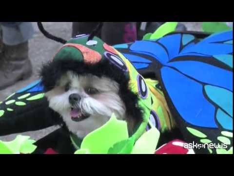 Halloween dog party: parata stregata per gli amici a 4 zampe