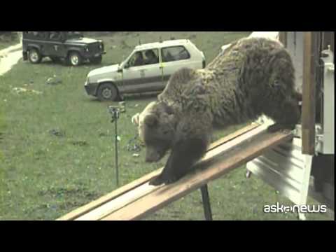 Orsa Daniza, il racconto del forestale: “questa la vera storia”