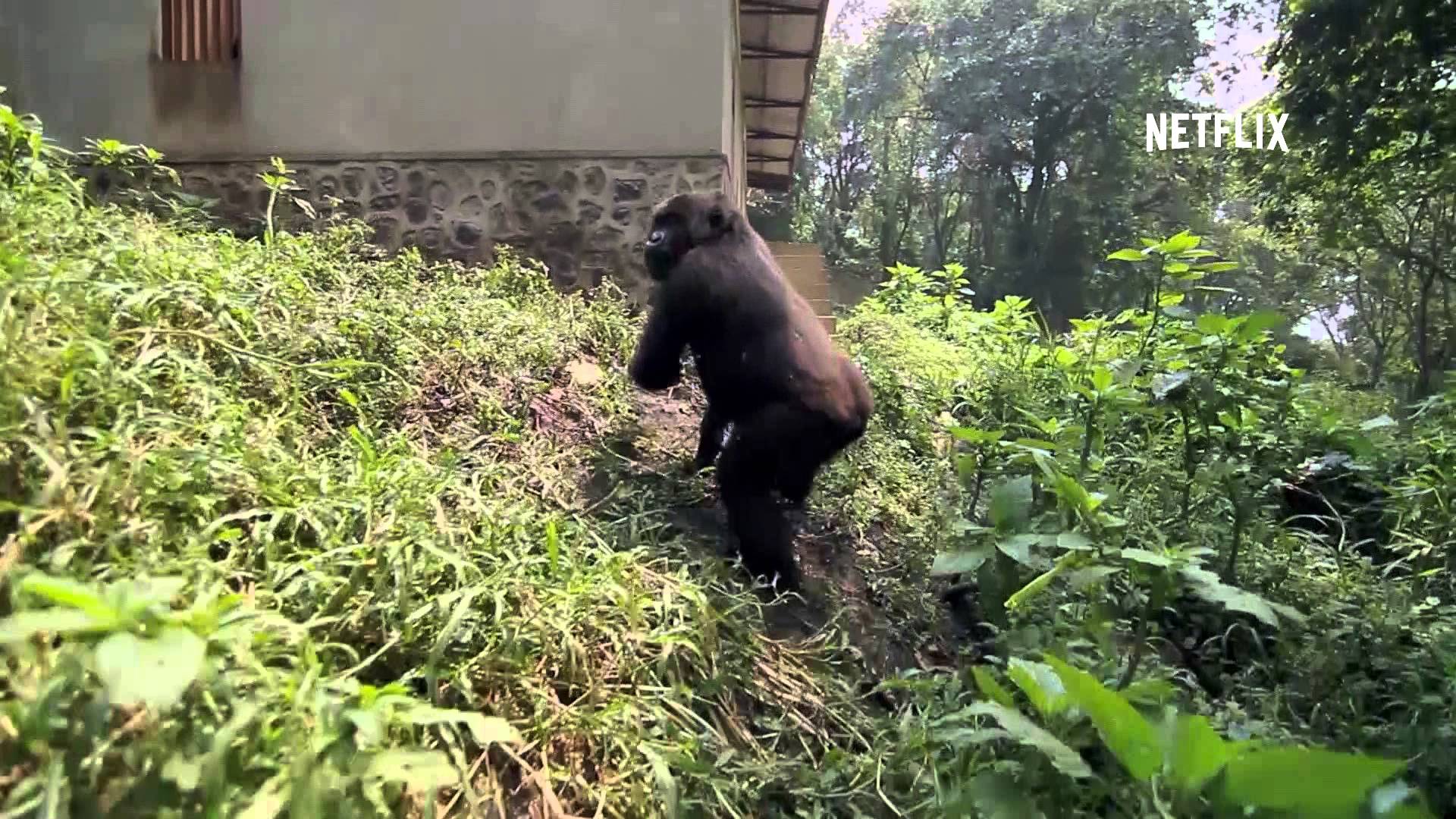 Salvare i gorilla, Il documentario prodotto da DiCaprio (VIDEO)