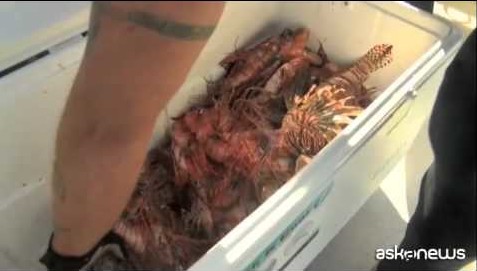 Florida, l’invasione del pesce scorpione si combatte in cucina