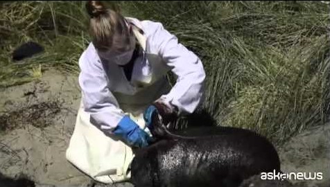 Nuova Zelanda, 200 balene spiaggiate nella Golden Bay