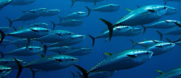 Pesca del tonno rosso, favorita attività con palangari. Ecco le nuove norme