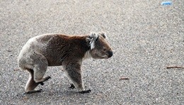 Australia, un koala entra al pronto soccorso