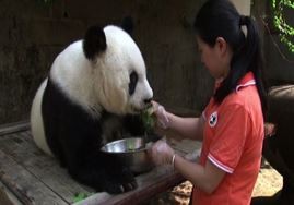 Cina, festa per i 35 anni della panda gigante Ba Si