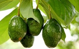 Se il clima stravolge l'agricoltura: l'avocado ora è Made in Italy