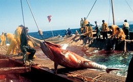 Tonno rosso, al via campagna pesca in Europa