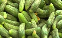 In Francia un solo produttore di cetriolini, resiste perché “bio”