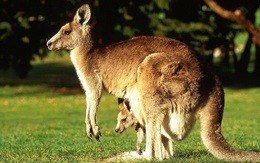 canguri_008