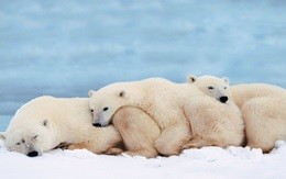 Morire di fame per i cambiamenti climatici: orsi polari a rischio