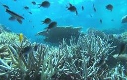 Australia: bloccata miniera che minaccia la Barriera corallina