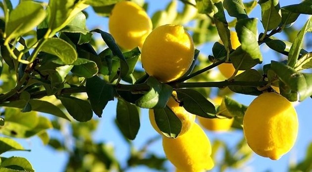 Terra dell’assurdo, compriamo i limoni dal Cile e quelli siciliani marciscono