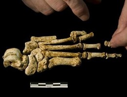 Prima mano “moderna” risale a 1,8 milioni di anni fa