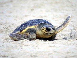 Ambiente/ In Sicilia schiuse 22 uova di piccoli di tartaruga marina