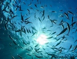 Drammatica denuncia del Wwf: in 40 anni dimezzata la fauna marina