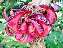 l'aristolochia leuconeura del Costarica