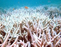 Pericolo Nino: nel 2016 barriere coralline a rischio sbiancamento (video)