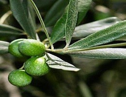 Truffa olive verniciate con solfato rame. Ne sequestrano 85t