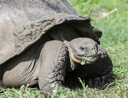 Scoperta nuova specie di tartaruga gigante nelle Galapagos (video)