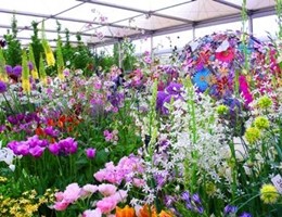 Made in Italy: Mipaaf, nasce marchio 'Vivaifiori'