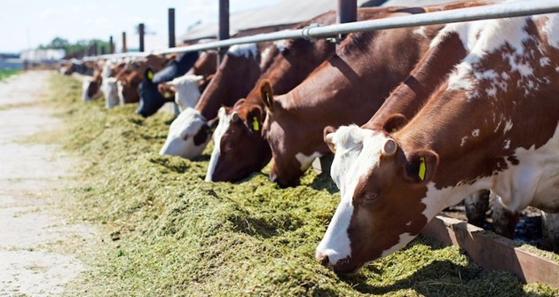 allevamento-bovini-vacche-mucche