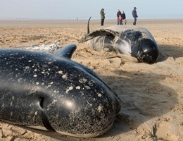 Francia, dieci balene trovate sulla spiaggia di Calais