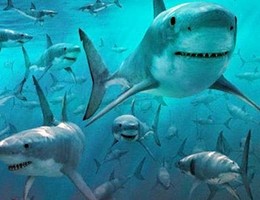 Allarme squali in California. L'esperto "non sono cattivi"