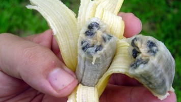 banana