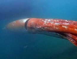 Giappone, torna in mare aperto il calamaro gigante
