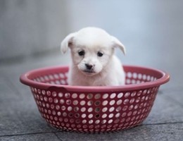 Usa, nati i primi cagnolini al mondo concepiti in provetta