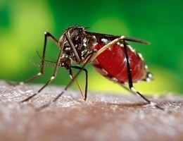 Il virus Zika fa sempre più paura, gli esperti lanciano l'allarme