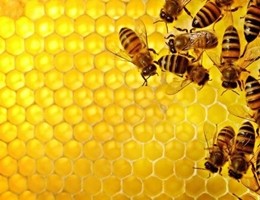 In Liguria si adottano alveari, l’iniziativa di due apicoltori