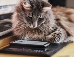 gatto_smartphone