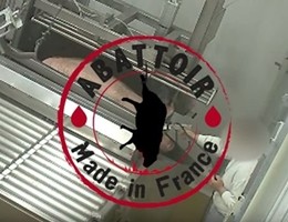 abbattimento animale