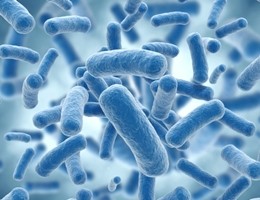 Batterio con gene mutante resistente all'antibiotico, è allarme
