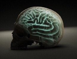 Studio, avere un grande cervello non è un vantaggio evolutivo