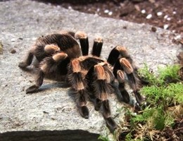 mostra-ragni-321895.660x368