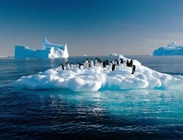 Antartide, colonia di pinguini decimata da un iceberg grande come Roma