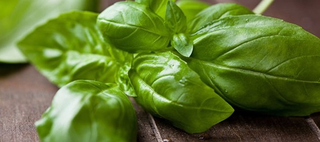 basilico