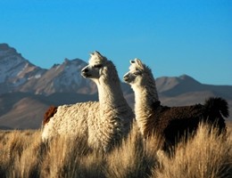 bolivien lama