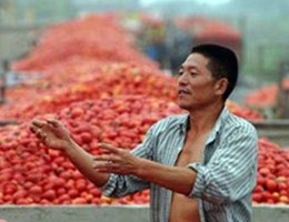 "Aumentate del 680% importazioni di pomodoro dalla Cina”