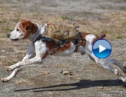 "Robodog": il cane che gira con il Gps per salvare le persone