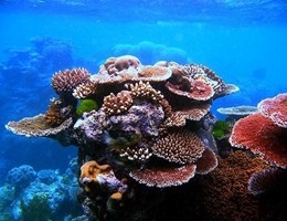 La Grande Barriera corallina australiana sta morendo