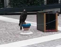 A Montecitorio compare 'Boss', il falco spaventa piccioni