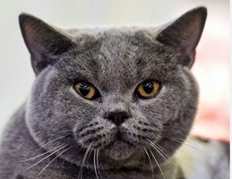 Morto a 30 anni Scooter, il gatto più vecchio del mondo