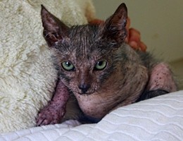 Trovato in Sudafrica un “gatto lupo”: le immagini del Lykoy Cat