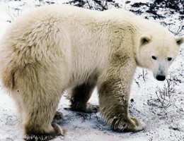 Prizzly o grolar? Un orso ibrido figlio dei cambiamenti climatici