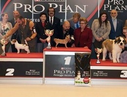 È un miniscolo Chihuahua il cucciolo più bello d'Italia